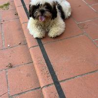 Cuccioli di Shih Tzu