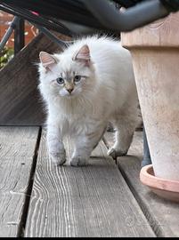 Gattini Siberiani anallergici con pedigree