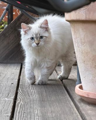 Gattini Siberiani anallergici con pedigree