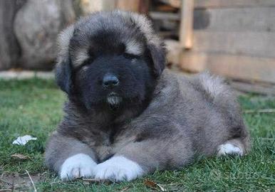 Cuccioli di cane caucaso