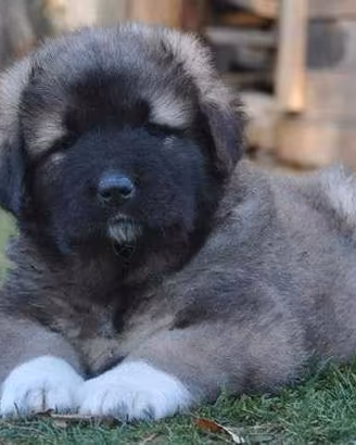 Cuccioli di cane caucaso