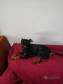 Pinscher maschio di 3 anni pronto per monta