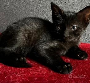 Ultimo gattino Cucciolo mix Norvegese MASCHIO