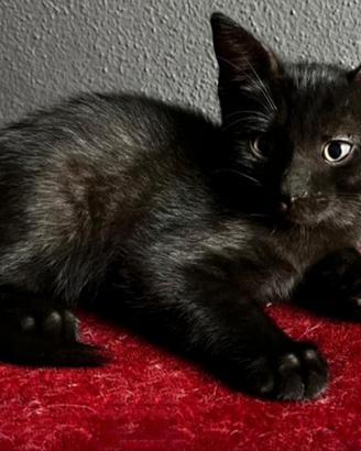 Ultimo gattino Cucciolo mix Norvegese MASCHIO