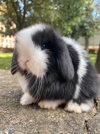 Coniglio Minilop Ariete