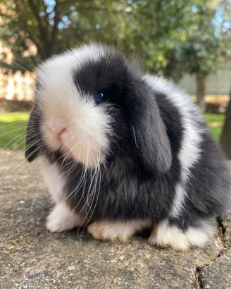 Coniglio Minilop Ariete