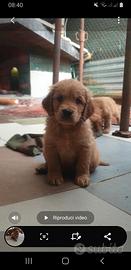 Golden Retriever Americano