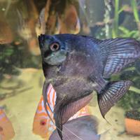 Vendita scalare blu pinoy 10cm