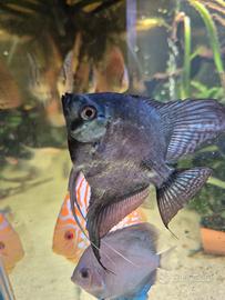 Vendita scalare blu pinoy 10cm