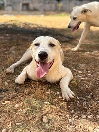 cuccioloni in adozione 