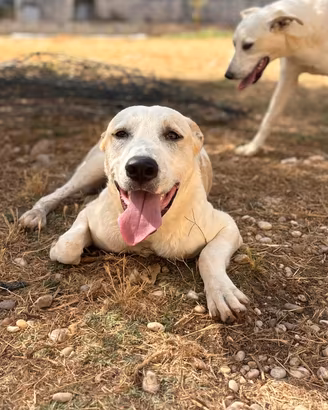 cuccioloni in adozione 