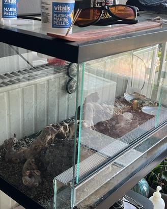 Teca/terrarium