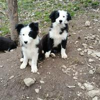 Border Collie cuccioli The best Puppy Forever