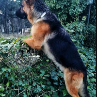 Pastore tedesco disponibile per monta