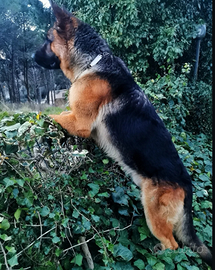 Pastore tedesco disponibile per monta