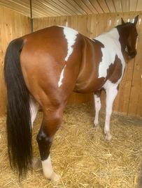 Cavallo paint