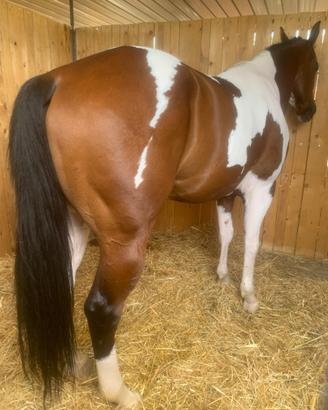 Cavallo paint