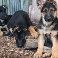 Cuccioli pastore tedesco