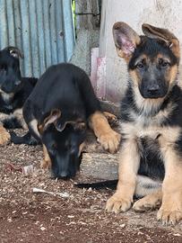 Cuccioli pastore tedesco