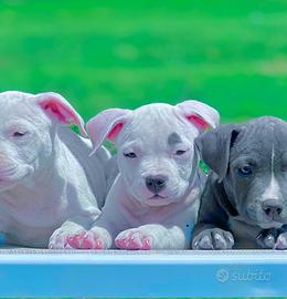 Amstaff blu occhi blu e bianco