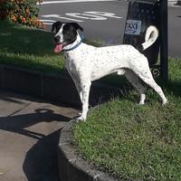 Cane di razza dalmata jakerussel maschio