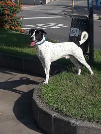 Cane di razza dalmata jakerussel maschio