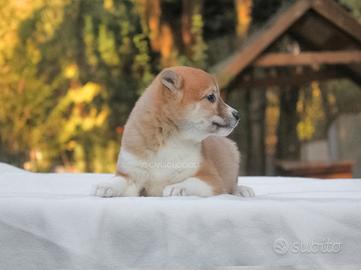 Cucciola di Shiba Inu femmina disponibile