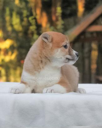 Cucciola di Shiba Inu femmina disponibile