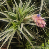 Tillandsia pianta dell'aria