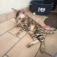 Gatto bengala