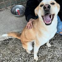 Nuccio 1 anno taglia media