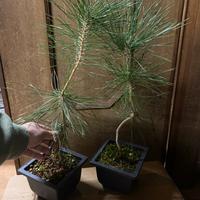 2 Prebonsai pino nero