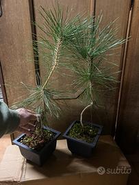 2 Prebonsai pino nero