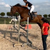 Cavallo sella italiano
