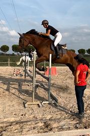 Cavallo sella italiano