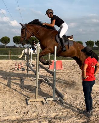 Cavallo sella italiano