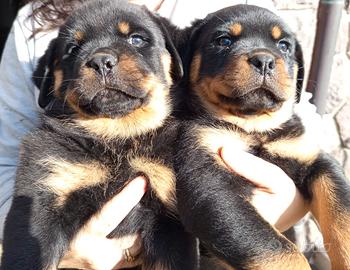 Disponibili cuccioli di Rottweiler – Femmine