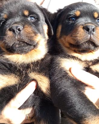 Disponibili cuccioli di Rottweiler – Femmine