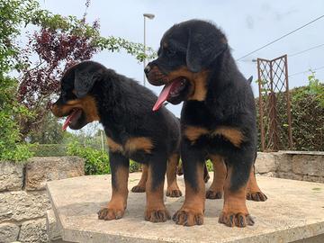 Cuccioli rottweiler