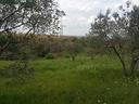 viterbo-terreno-agricolo-uliveto