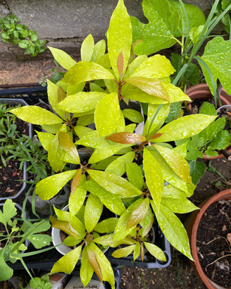 Pianta di avocado