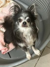 Adozione del cuore chihuahua pelo lungo
