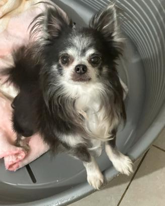 Adozione del cuore chihuahua pelo lungo