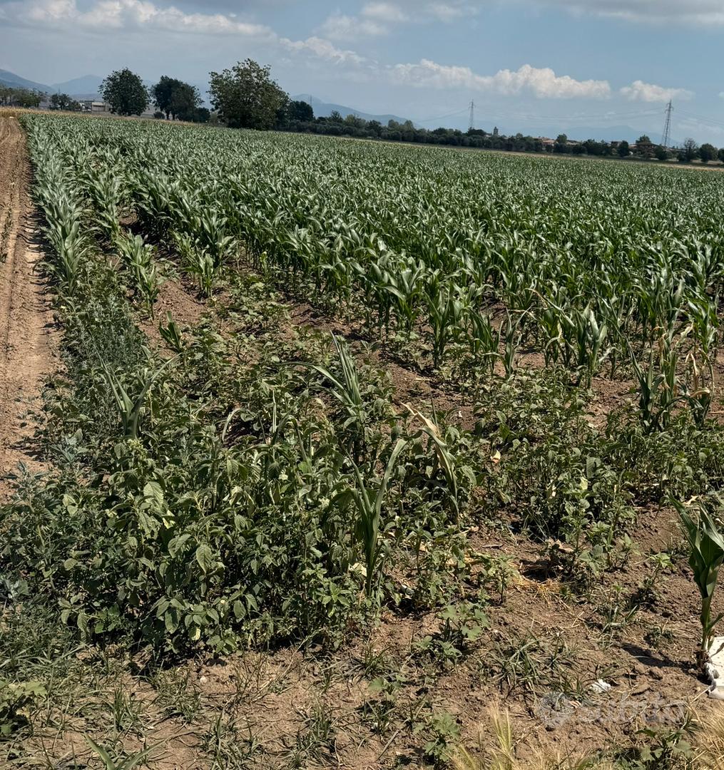 Terreno agricolo - Vista 2