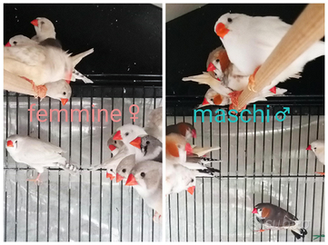 Diamanti Mandarino ("bengalino")