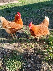 Galline