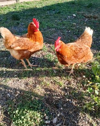 Galline