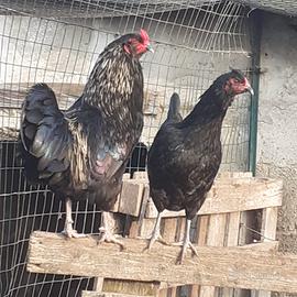 Araucana linea inglese