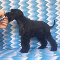 Schnauzer nano nero