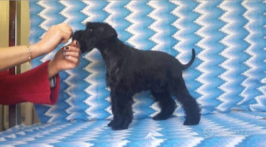 Schnauzer nano nero